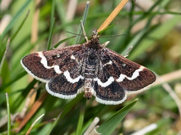 Pyrausta nigrata 